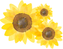 ひまわり